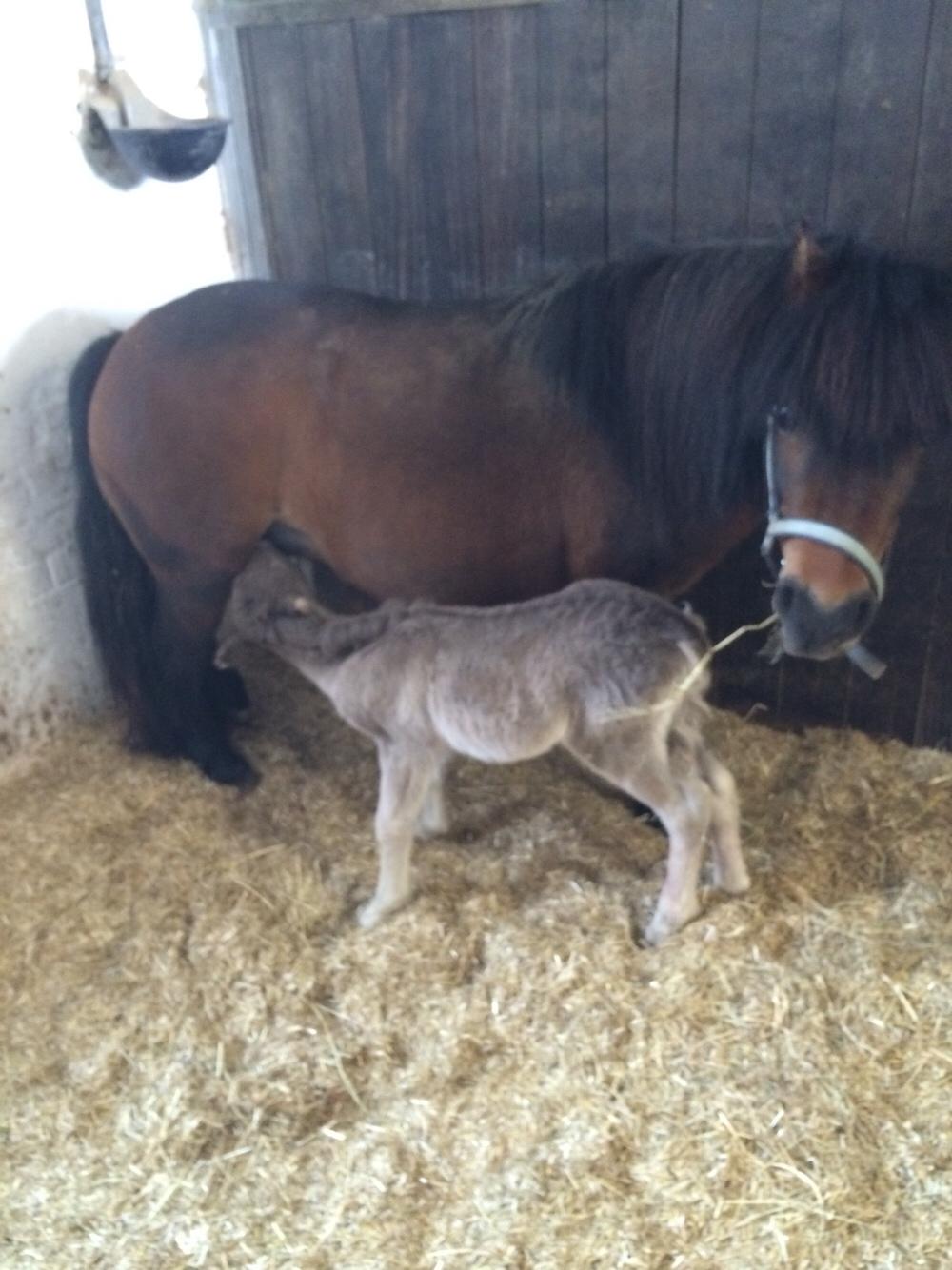 Dansk Miniature BW,S George Girl billede 2