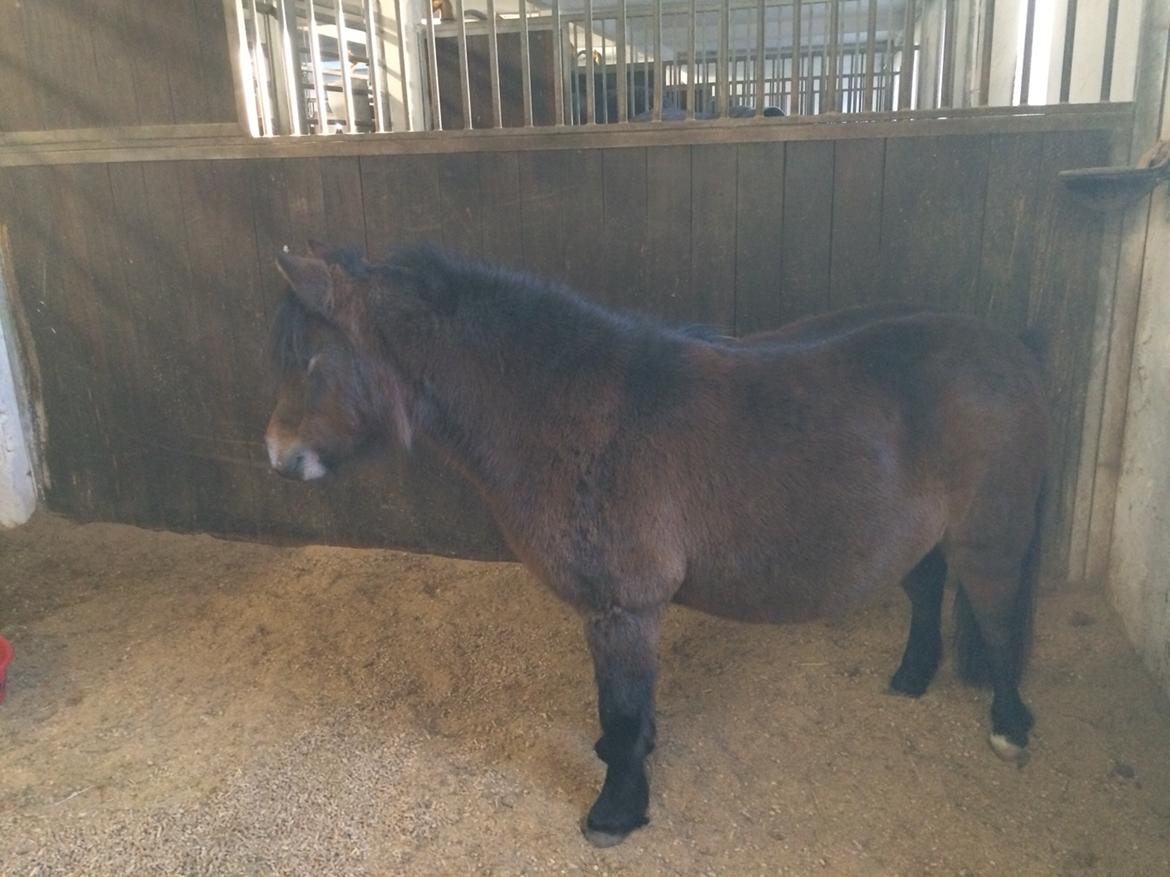 Dansk Miniature BW,S George Girl billede 6