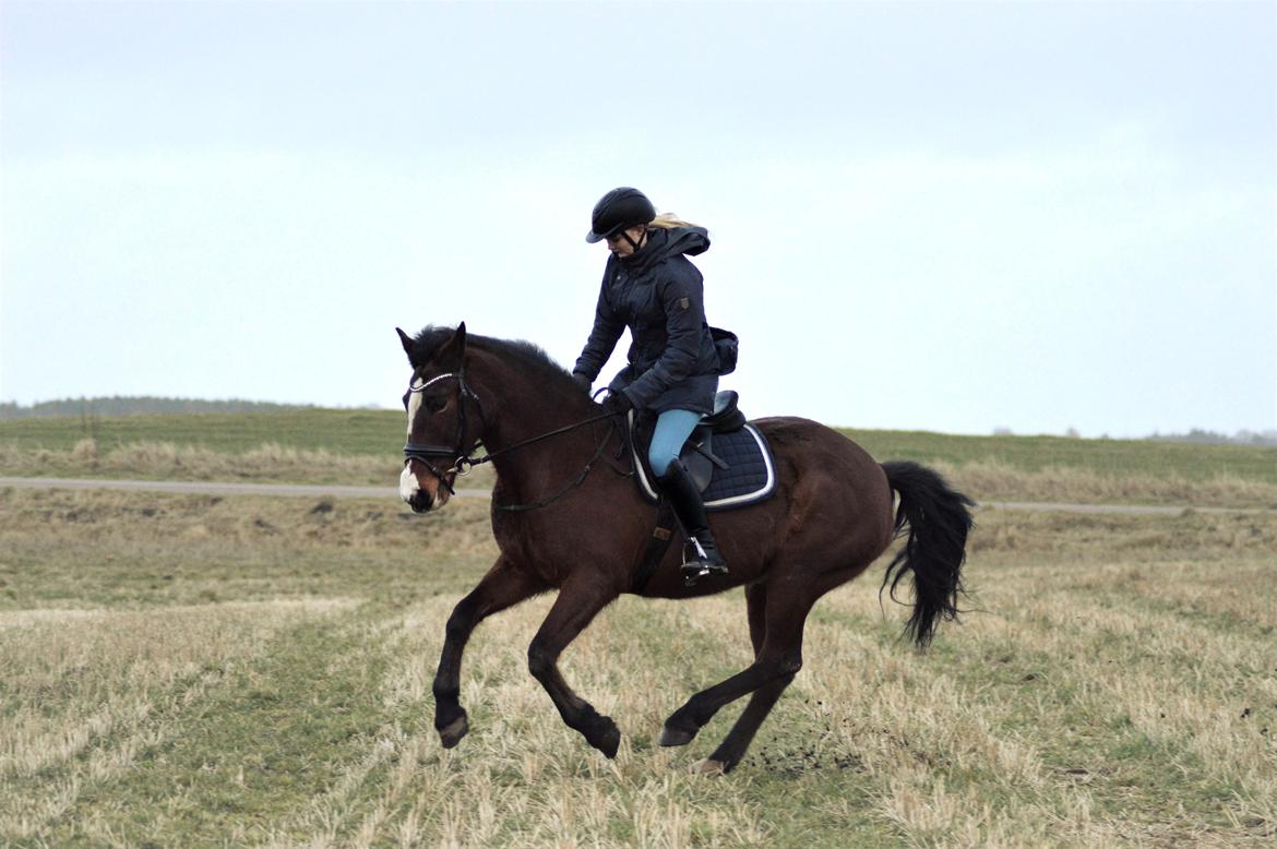 DSP Ronja  - 21. februar 2017 billede 3