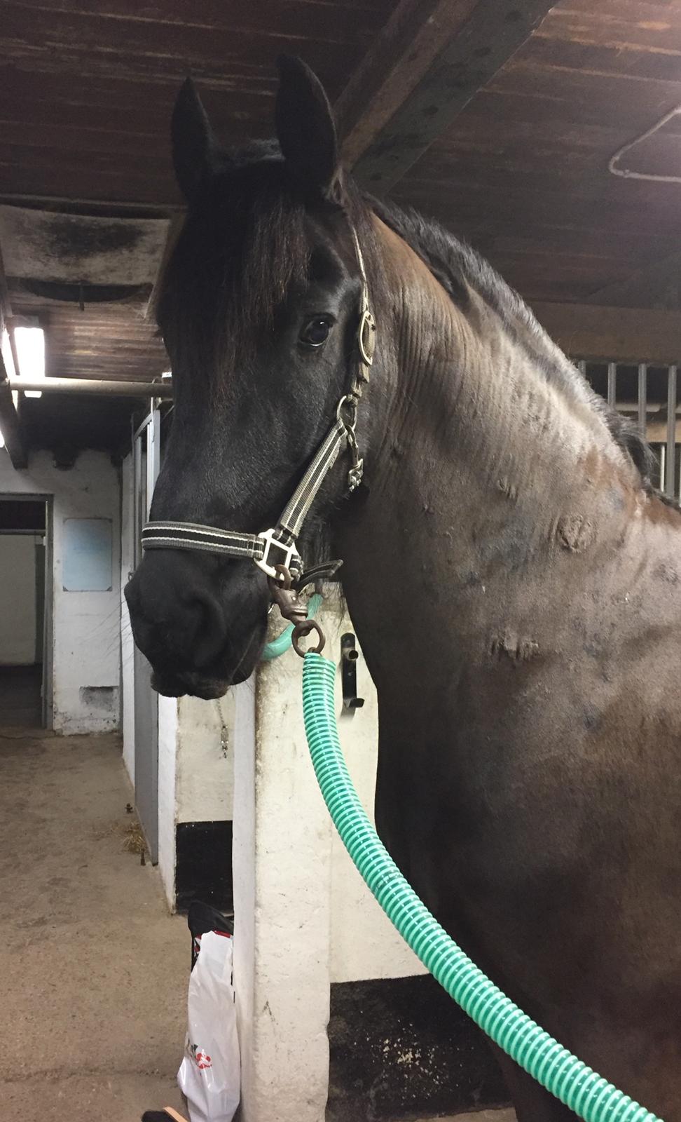 Frieser Nero (Tidliger Hest) billede 7