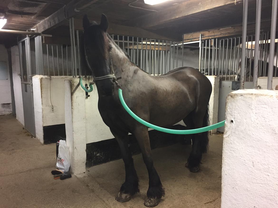 Frieser Nero (Tidliger Hest) billede 8