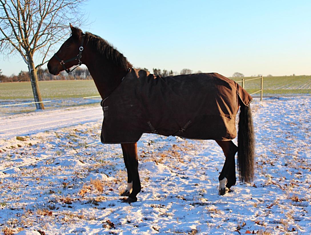 Dansk Varmblod Malicia billede 1