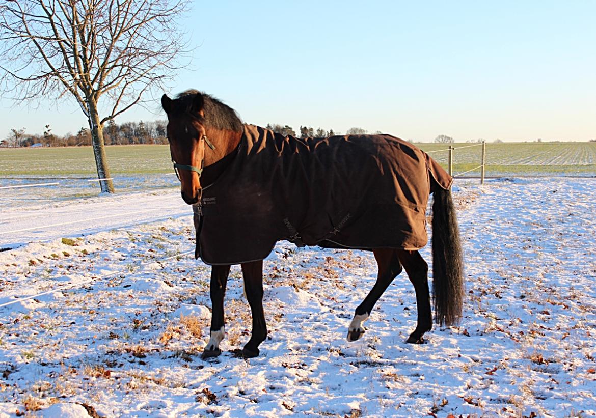 Dansk Varmblod Malicia billede 2