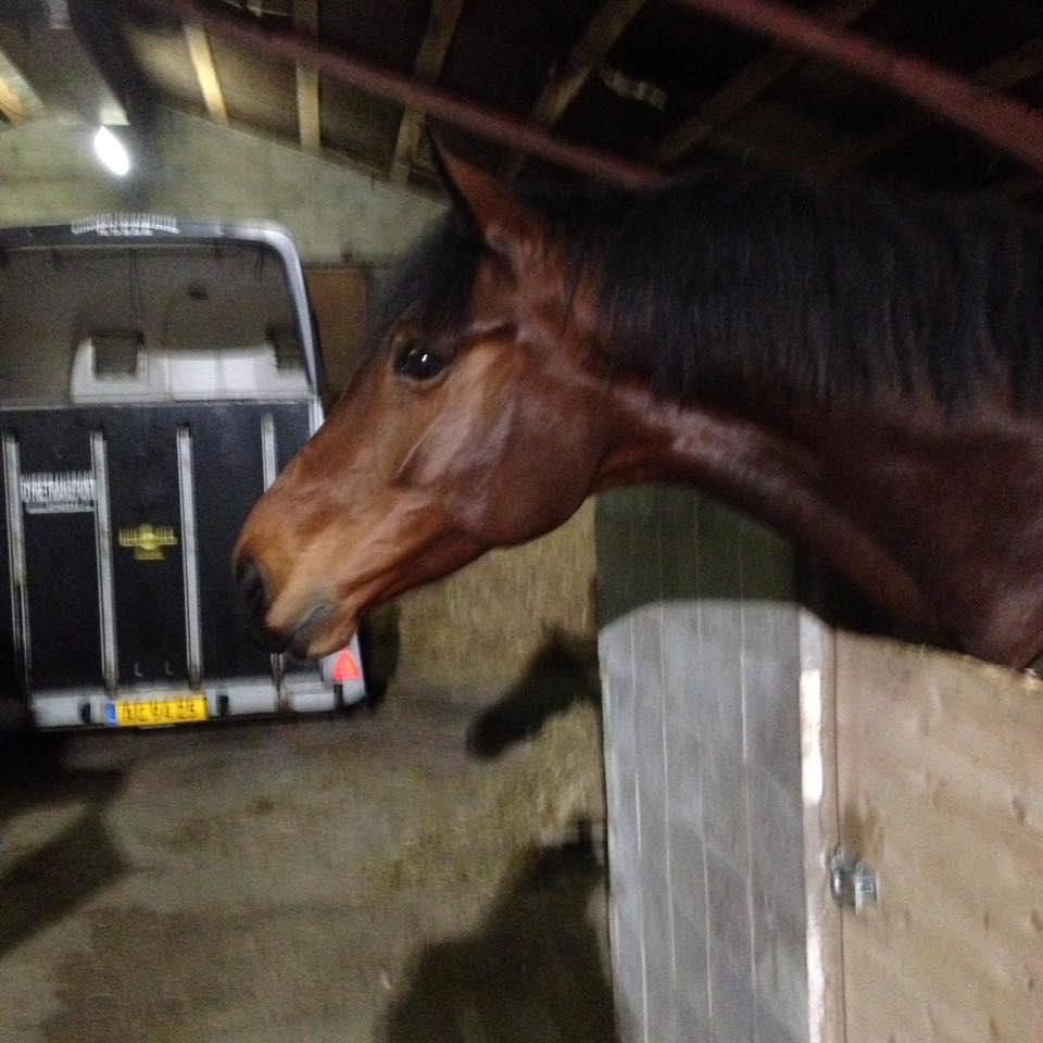 Dansk Varmblod Malicia billede 9