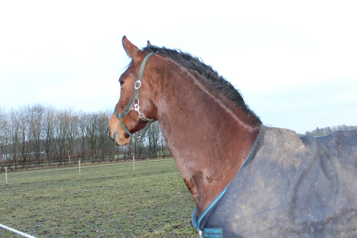 Dansk Varmblod Malicia billede 10