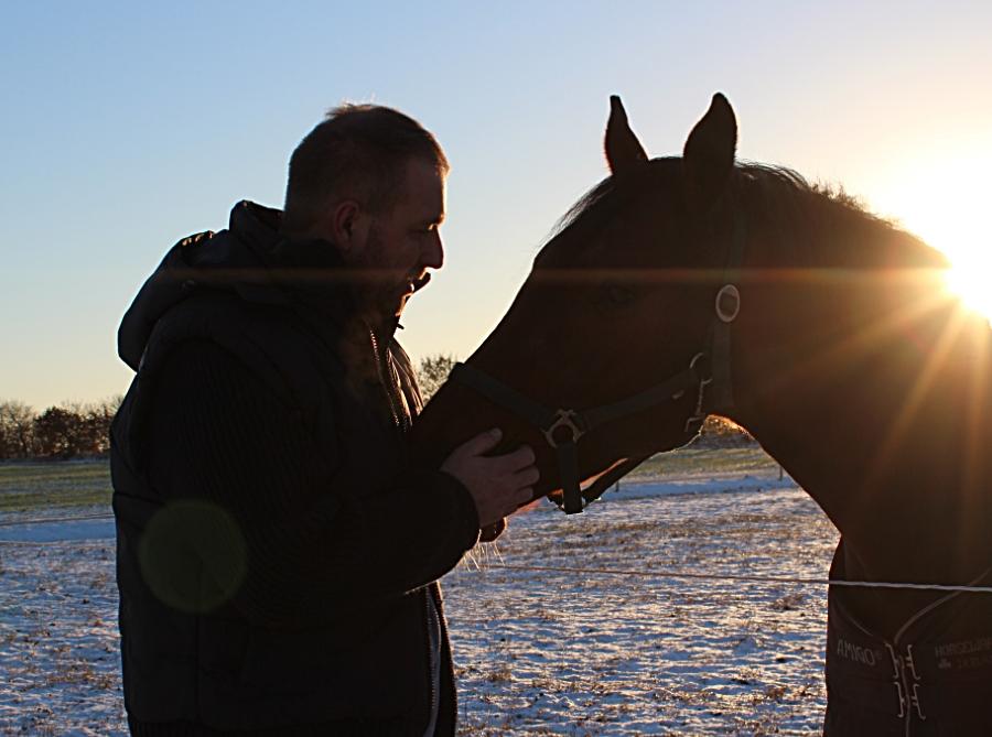 Dansk Varmblod Malicia billede 11