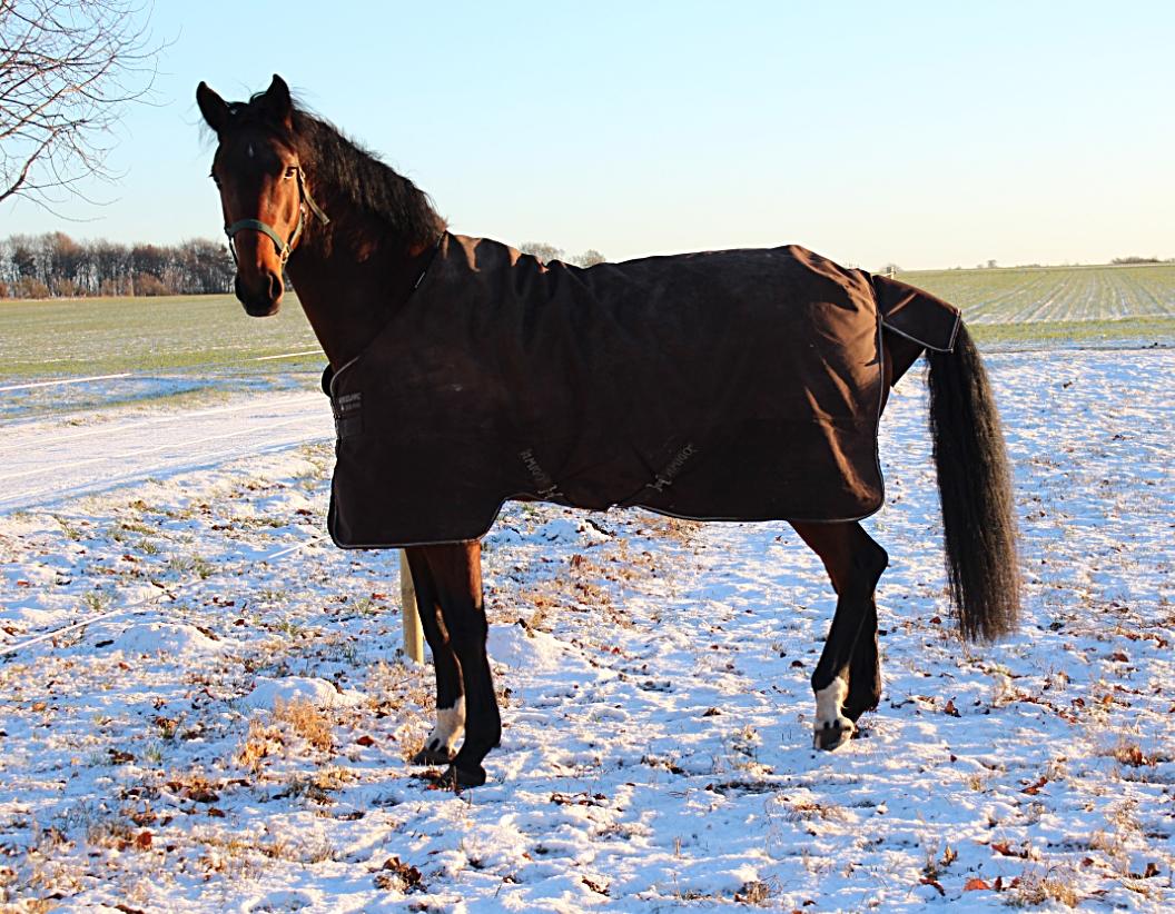Dansk Varmblod Malicia billede 12