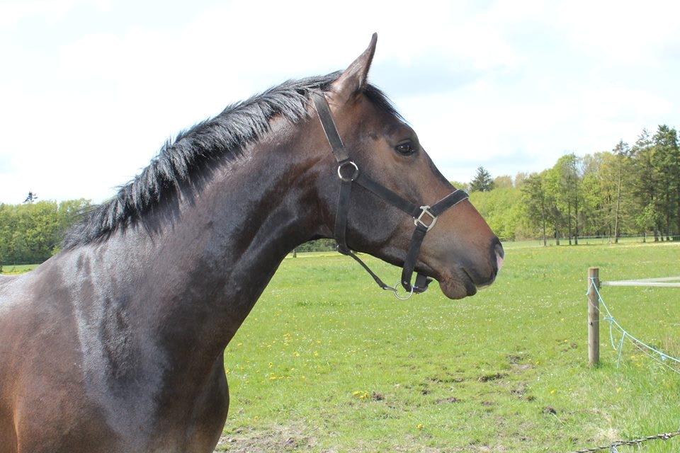 Dansk Varmblod Tm Beat The Clock billede 1