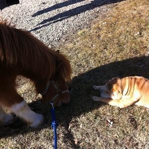 Anden særlig race Hugo - Hugo og Anton, som er perlevenner <3 billede 17