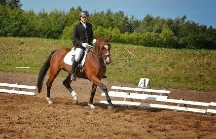 Dansk Varmblod Hesselgårdens Alina billede 1