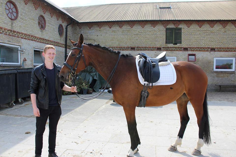 Dansk Varmblod Hesselgårdens Alina billede 3