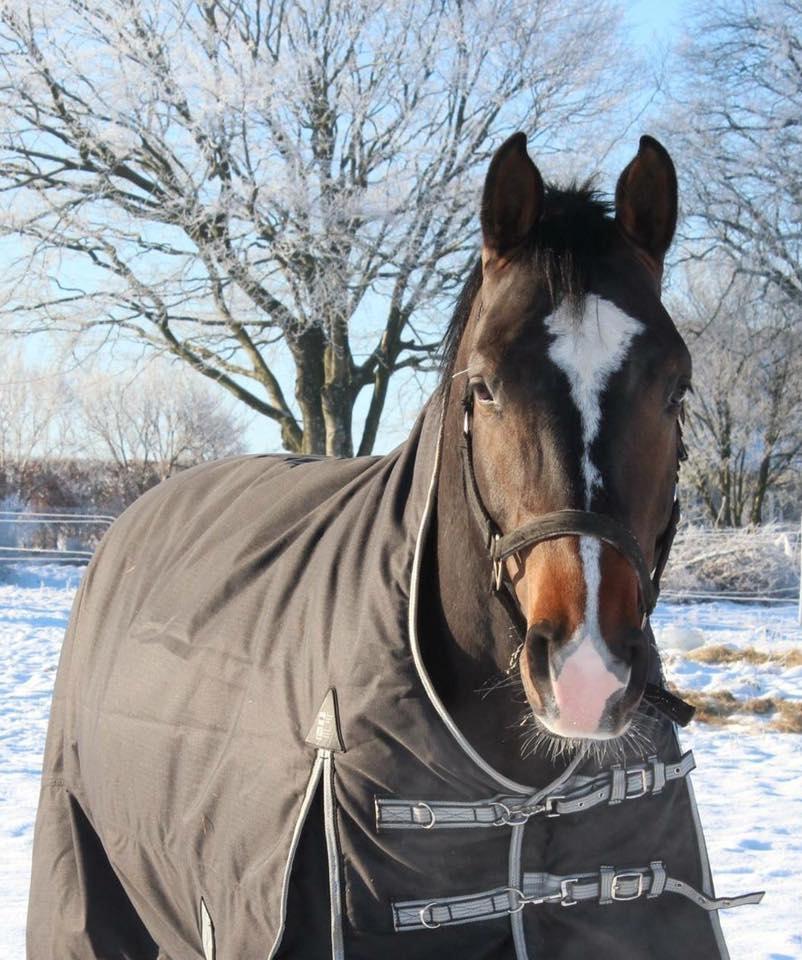 Dansk Varmblod Tm Beat The Clock billede 3