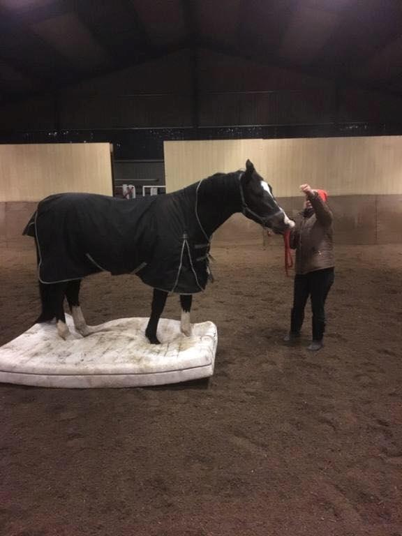 Dansk Varmblod Tm Beat The Clock billede 4