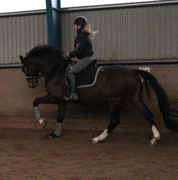 Dansk Varmblod Tm Beat The Clock billede 5