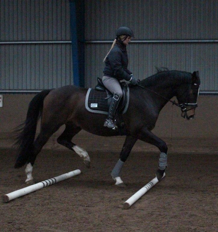 Dansk Varmblod Tm Beat The Clock billede 6