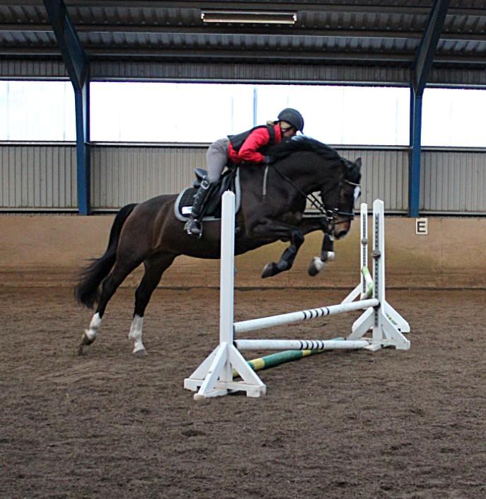 Dansk Varmblod Tm Beat The Clock billede 7