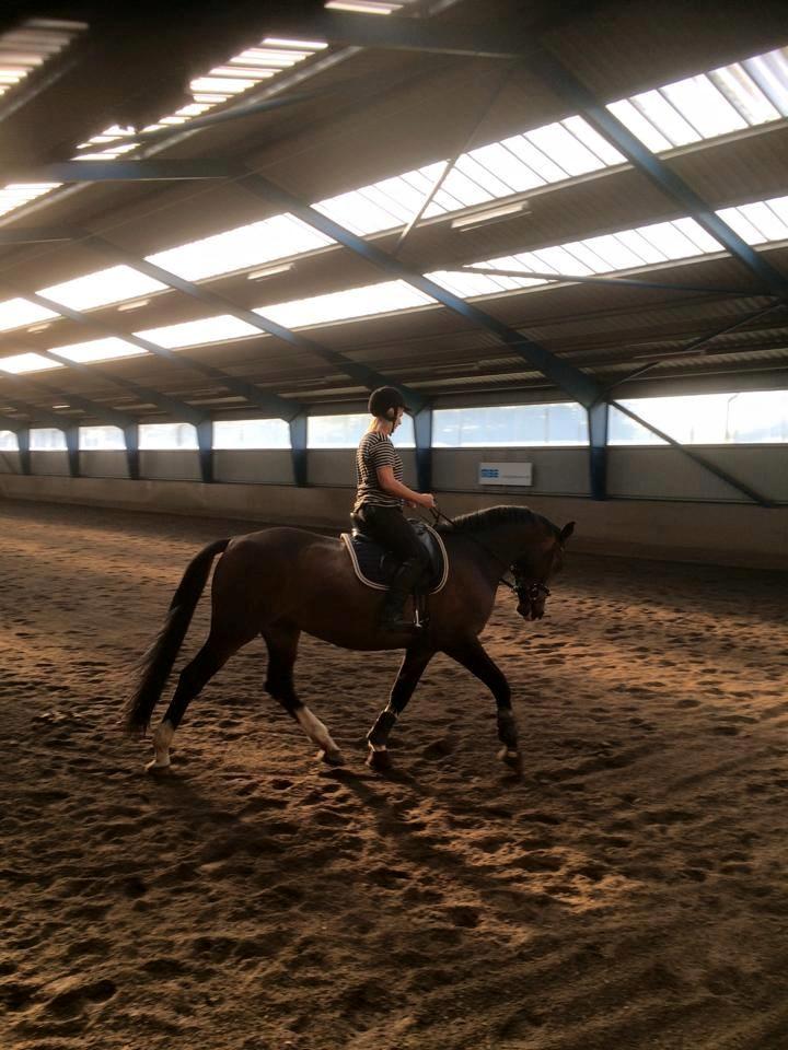 Dansk Varmblod Tm Beat The Clock billede 8