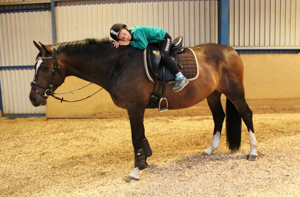 Dansk Varmblod Tm Beat The Clock billede 20