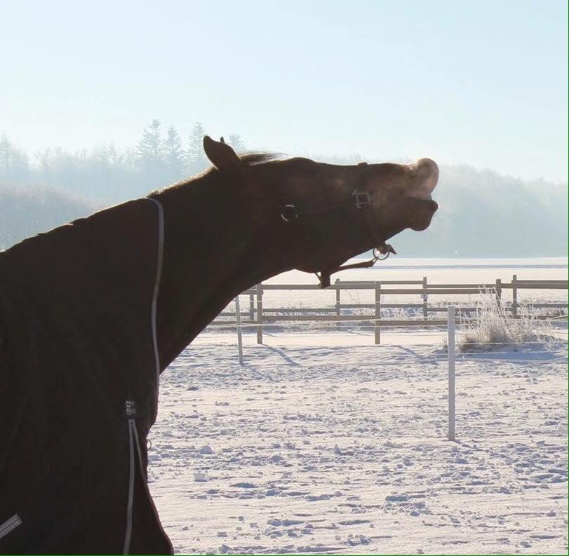 Dansk Varmblod Tm Beat The Clock billede 10