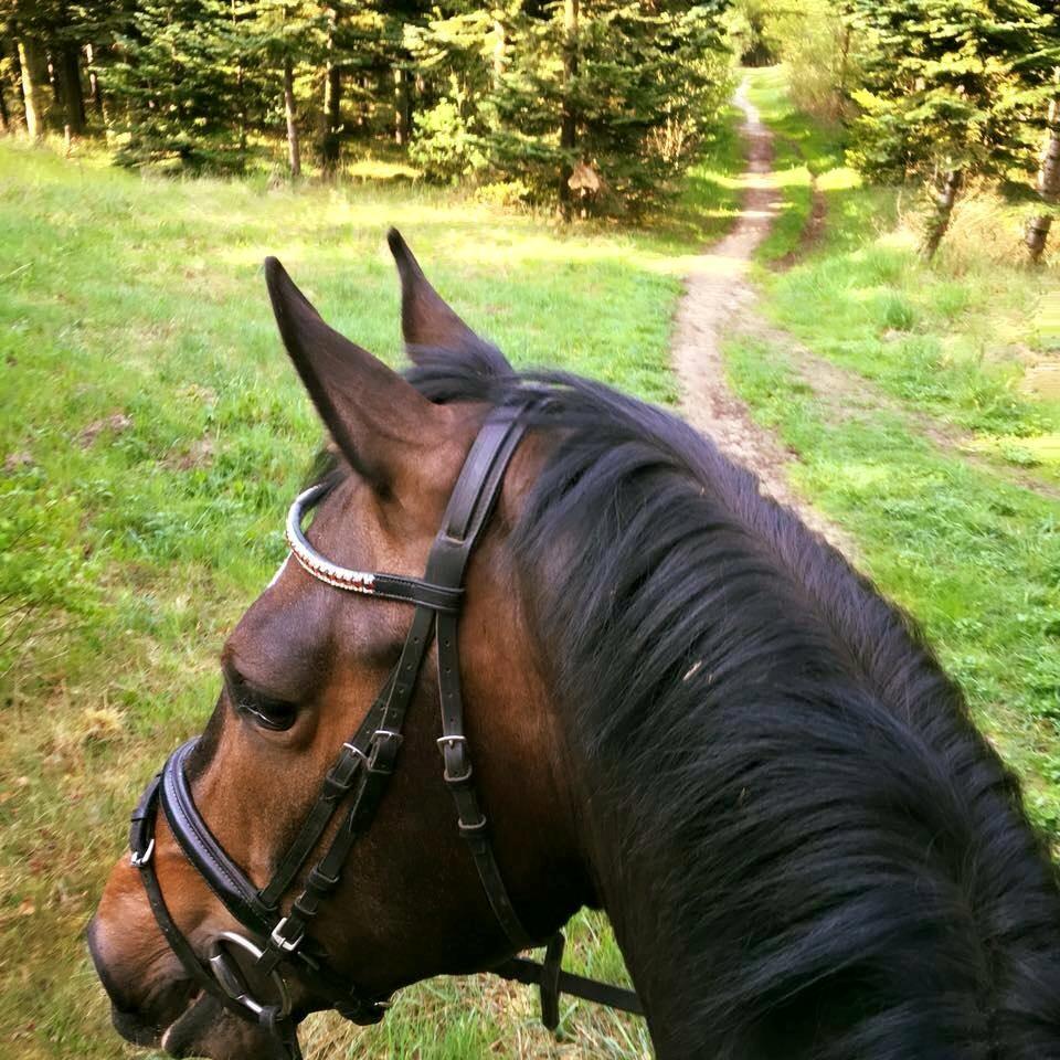 Dansk Varmblod Tm Beat The Clock billede 12