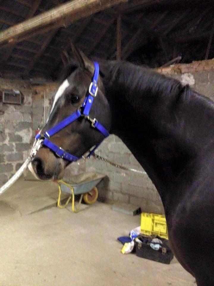 Dansk Varmblod Tm Beat The Clock billede 13