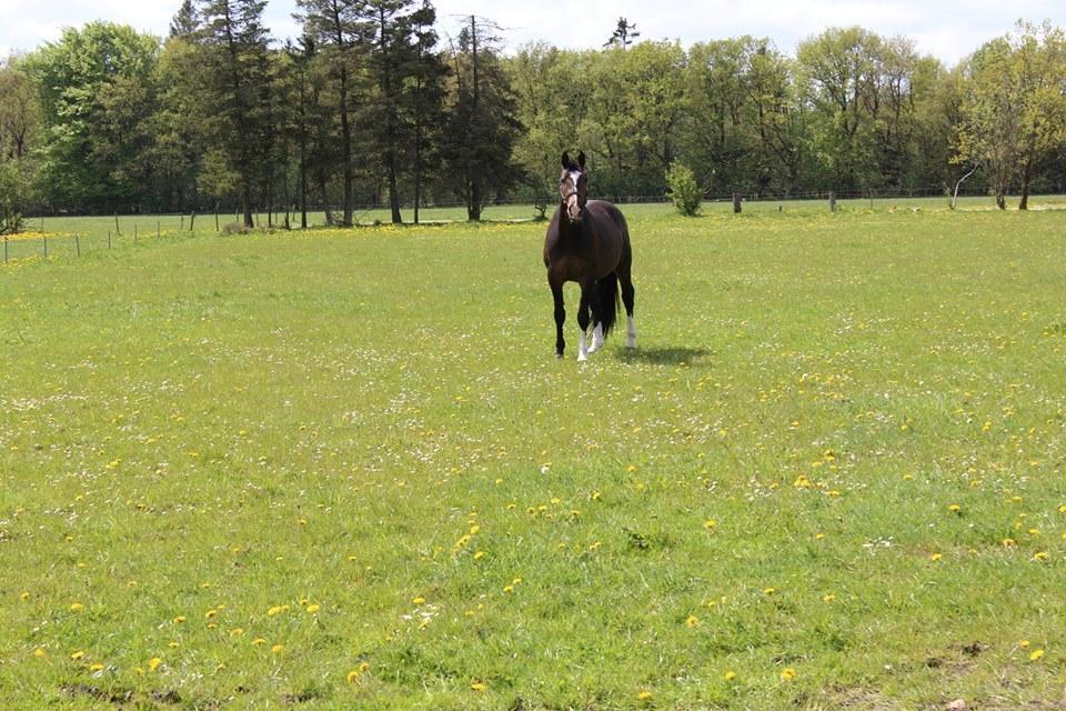 Dansk Varmblod Tm Beat The Clock billede 14