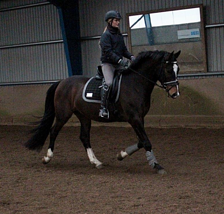 Dansk Varmblod Tm Beat The Clock billede 15