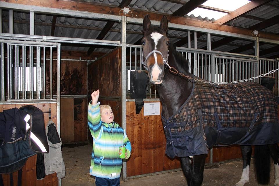 Dansk Varmblod Tm Beat The Clock billede 19