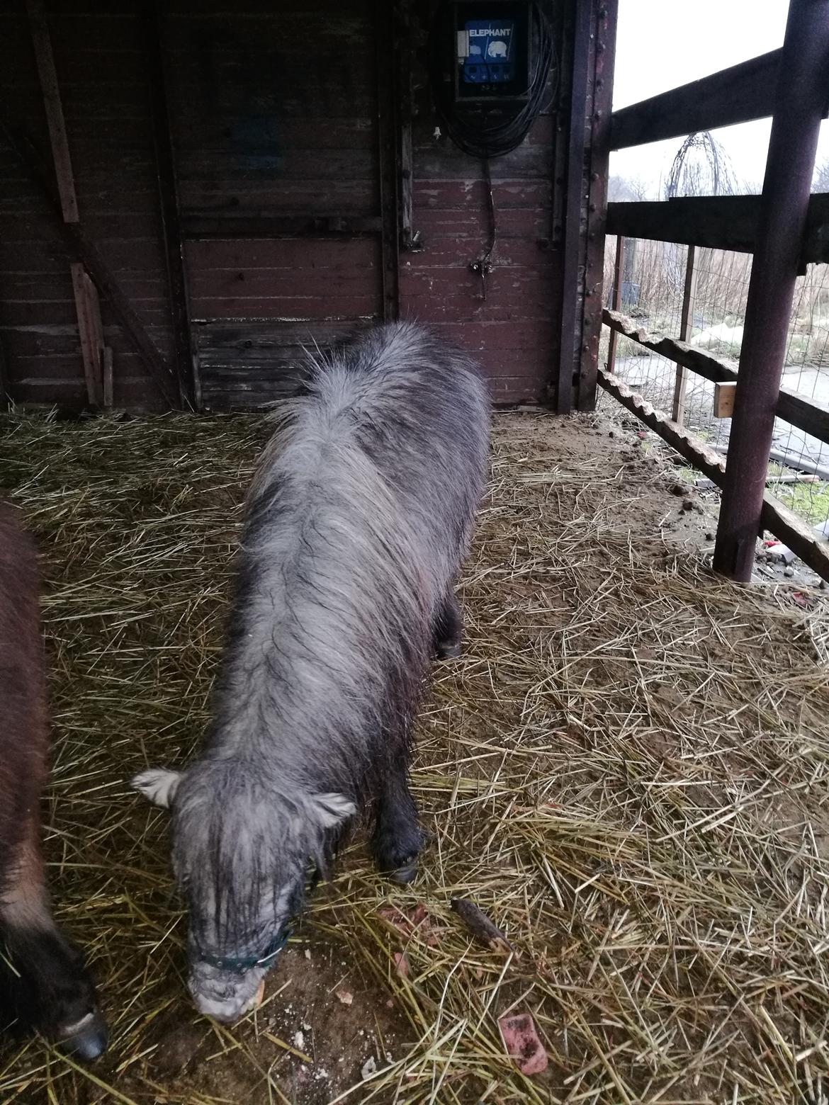 Shetlænder Máni (tidl. Hest) billede 6