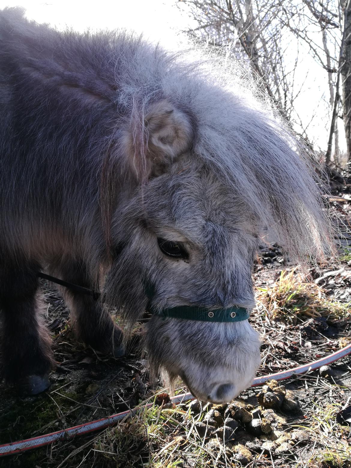 Shetlænder Máni (tidl. Hest) billede 7