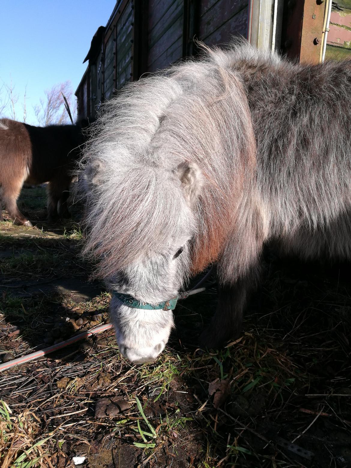 Shetlænder Máni (tidl. Hest) billede 9