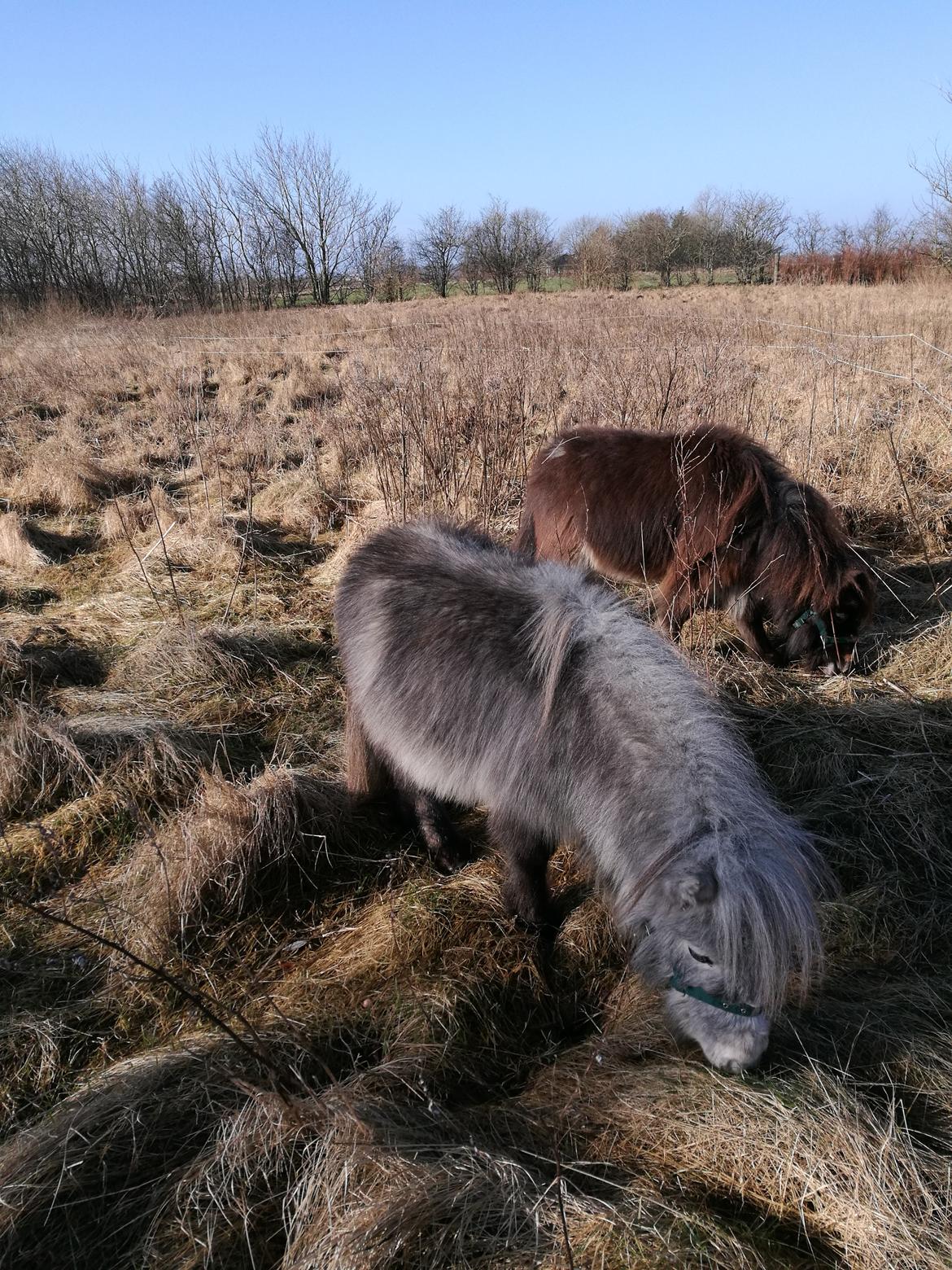 Shetlænder Máni (tidl. Hest) billede 11