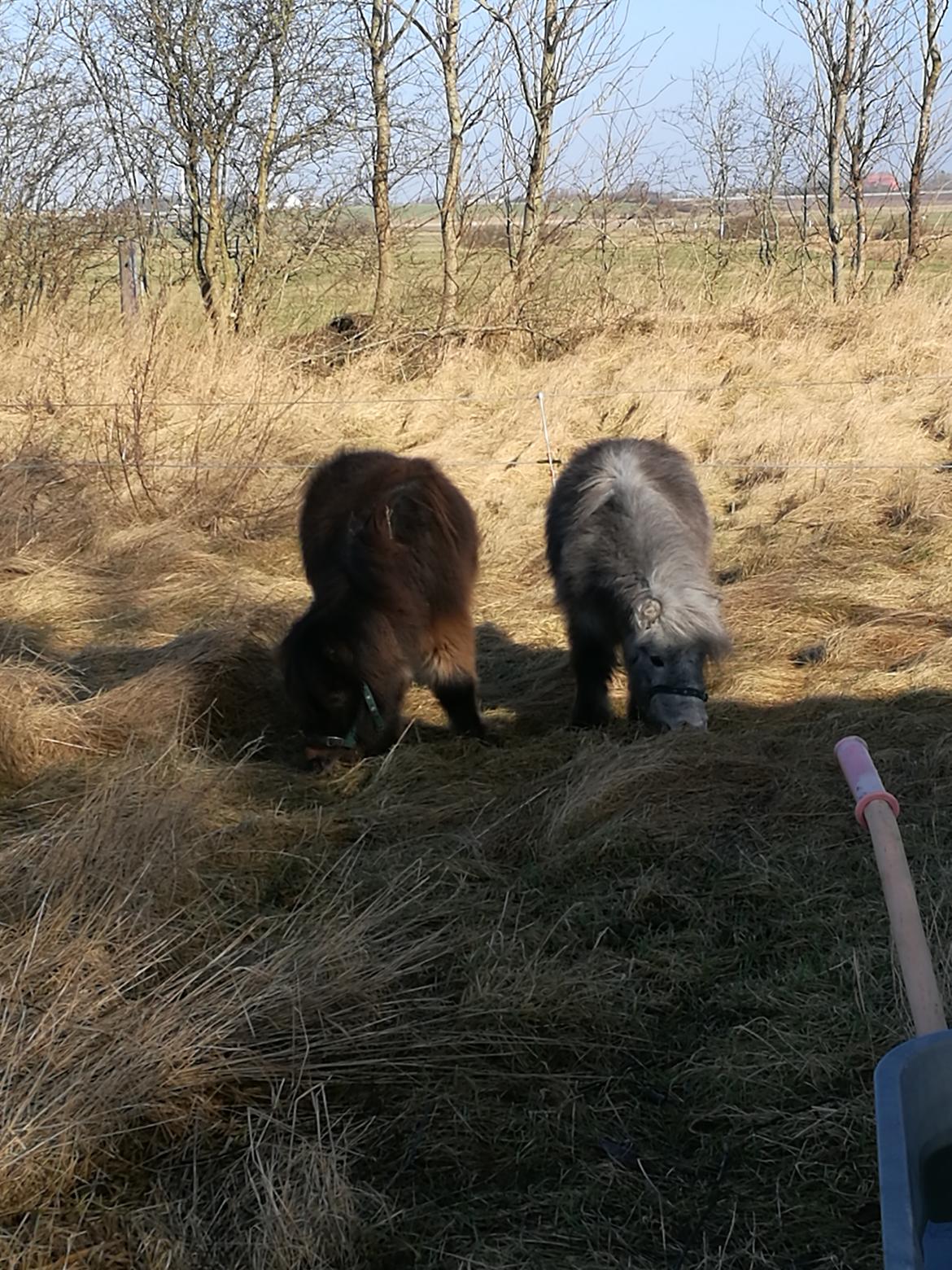 Shetlænder Máni (tidl. Hest) billede 12