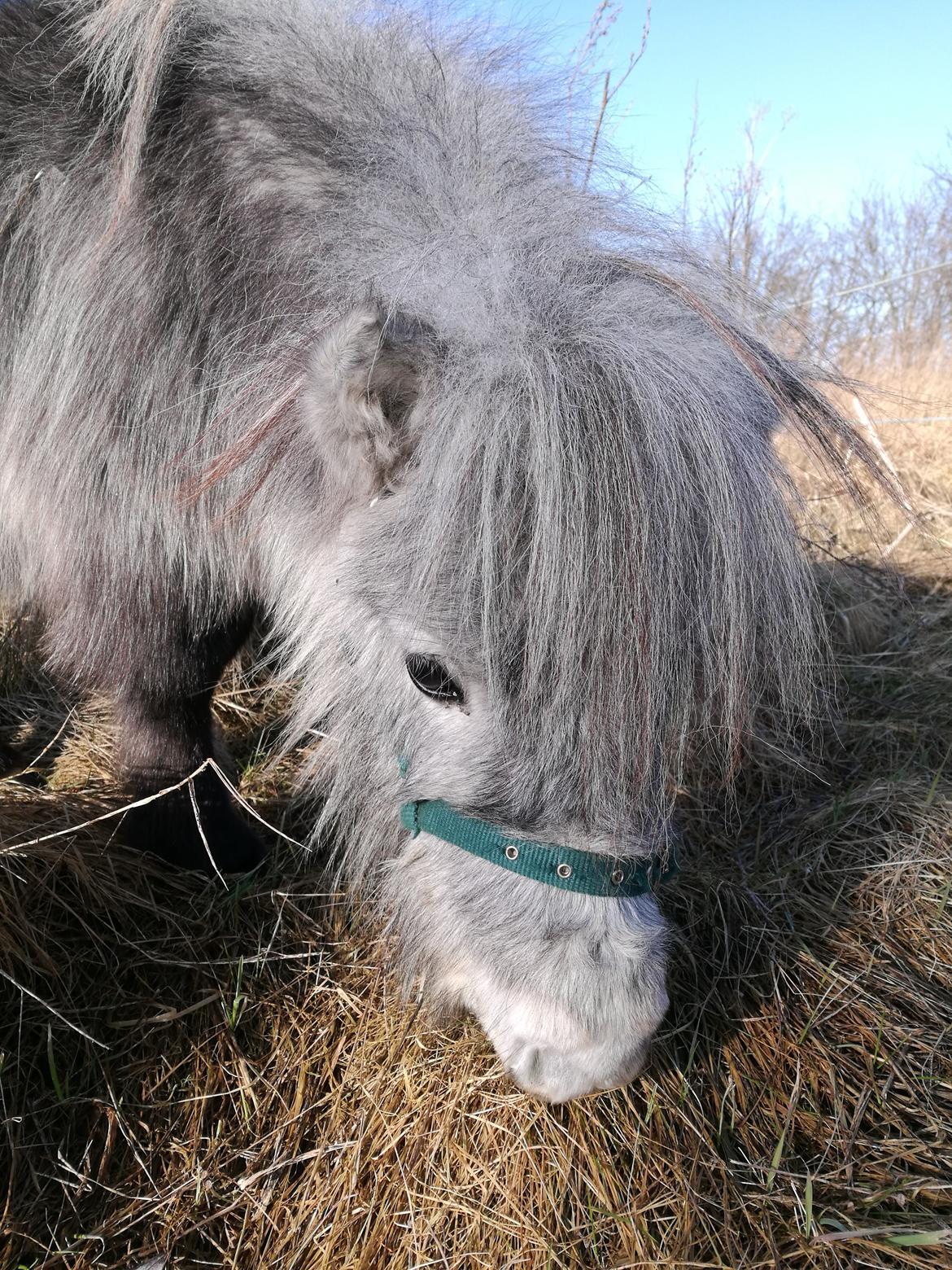 Shetlænder Máni (tidl. Hest) billede 10
