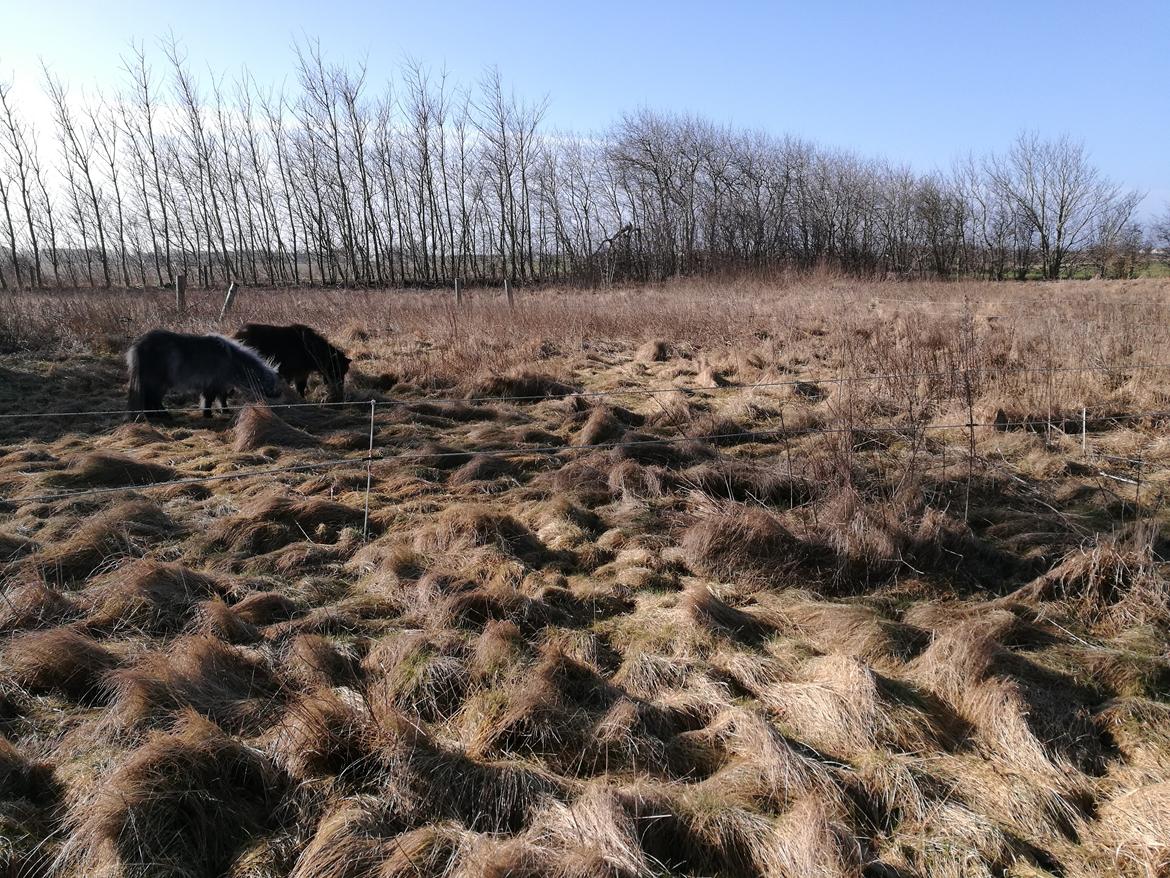 Shetlænder Máni (tidl. Hest) billede 13