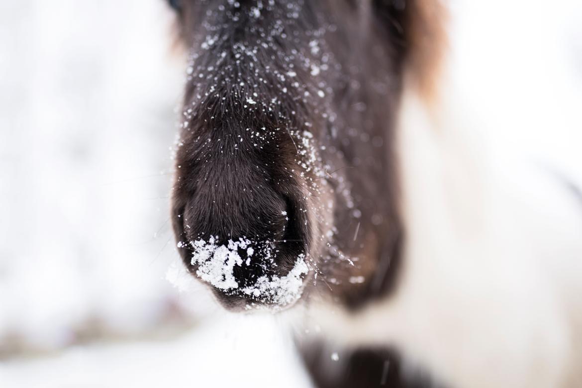 Islænder Elmer - Den sødeste vinter-mule! billede 8