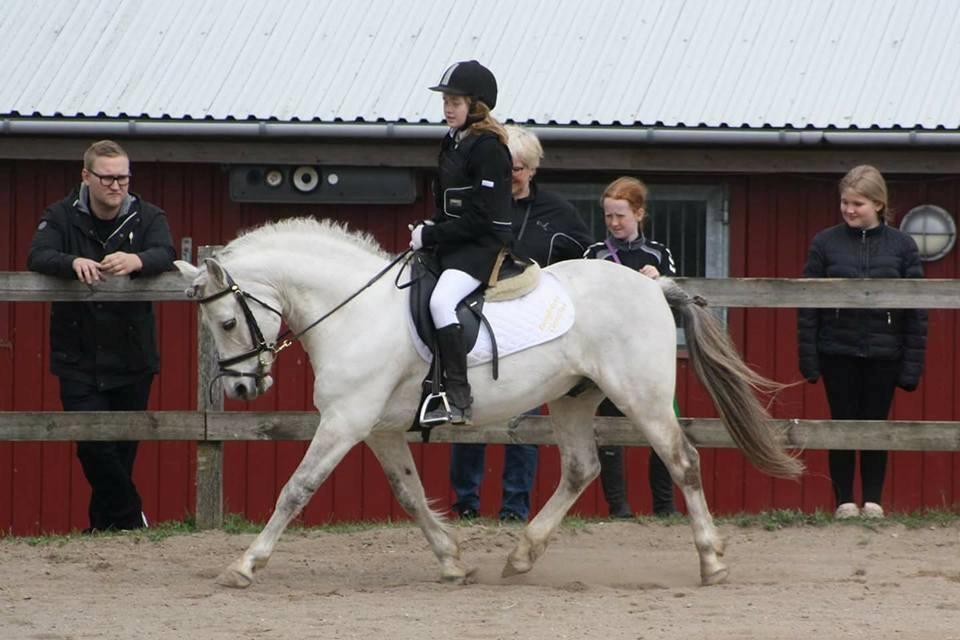 Anden særlig race Roosgårdens Cornelius billede 4