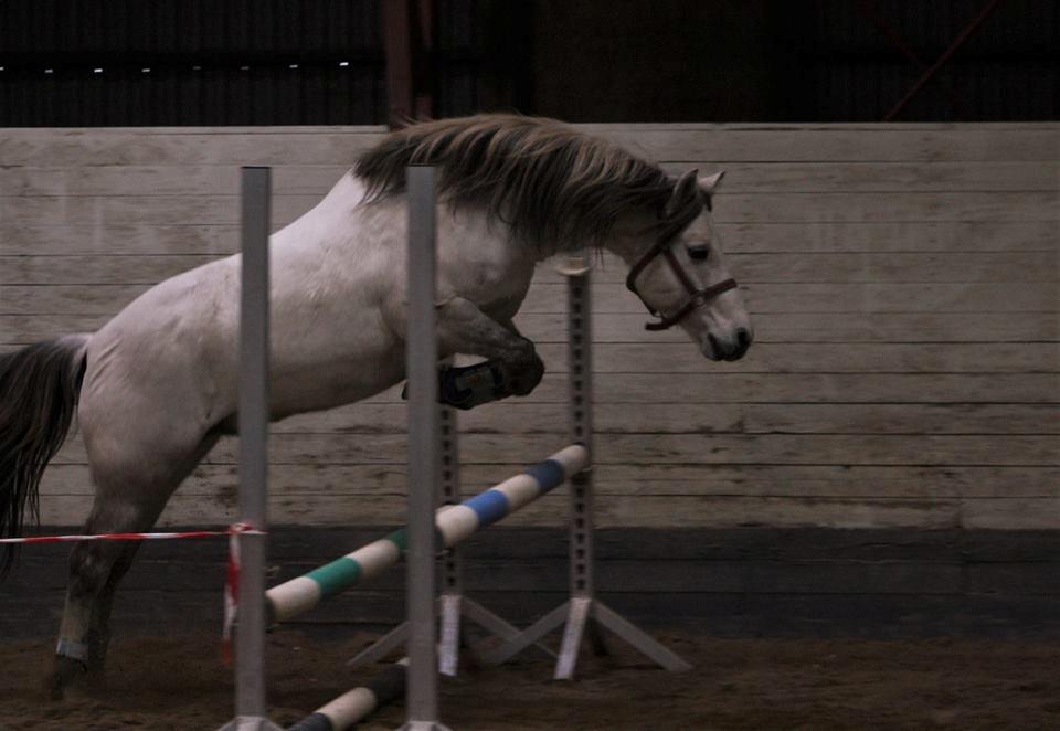 Anden særlig race Roosgårdens Cornelius billede 2