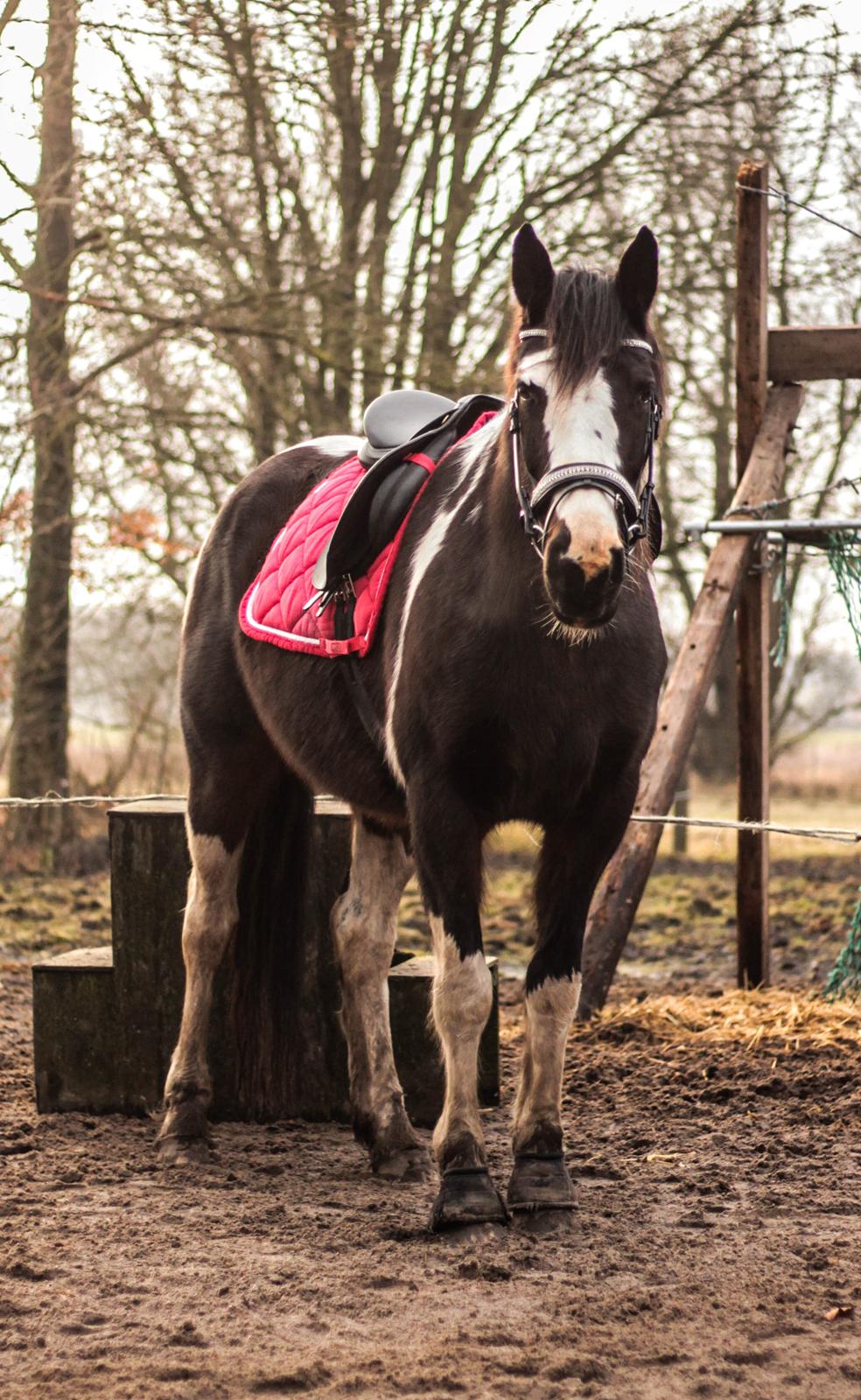 Pinto La Tinka Primavera *Min baby&Dulle2* - 19-02-2017 Min smukke lille hest! billede 1