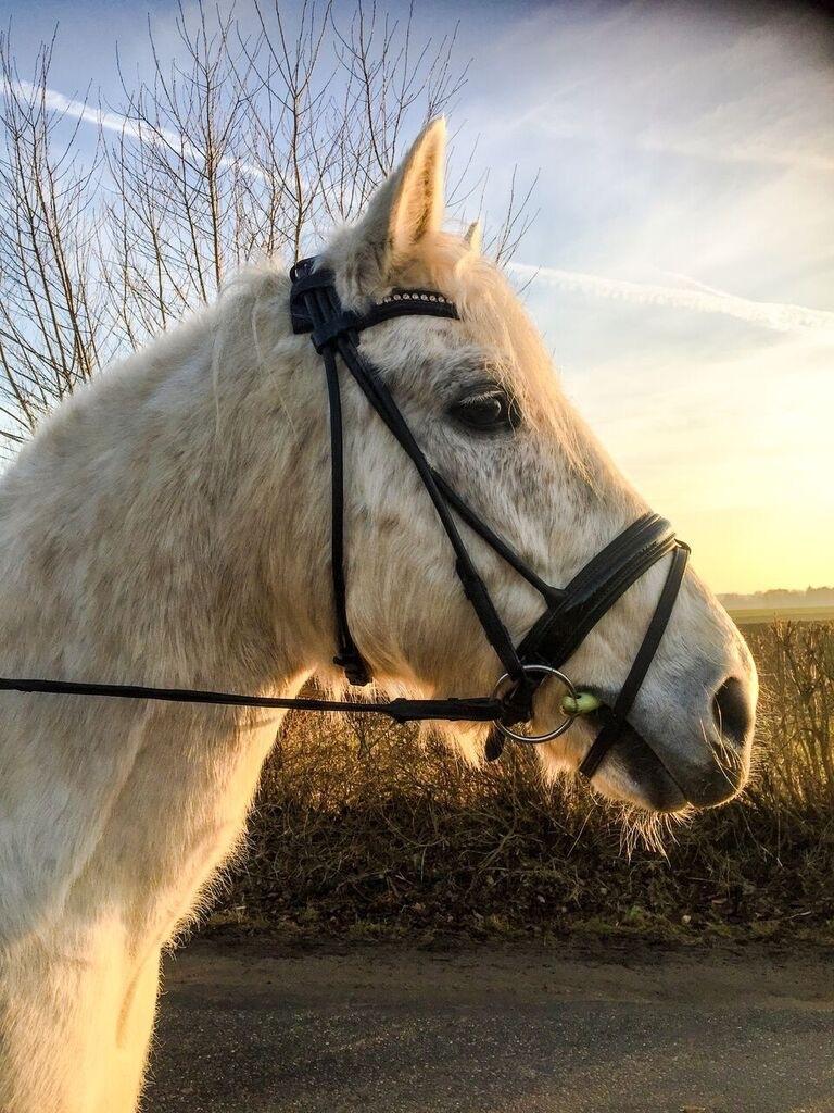 Connemara Nygaards kasper billede 17