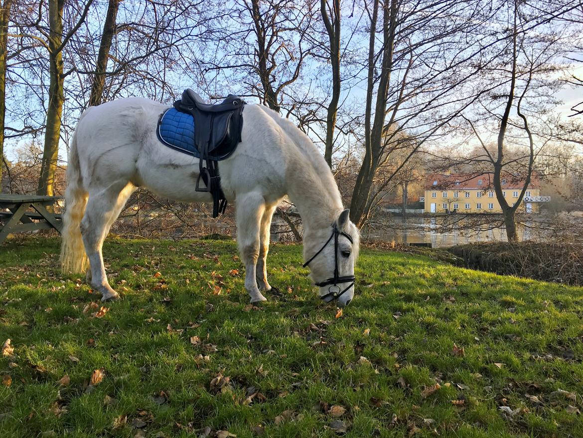 Connemara Nygaards kasper billede 18