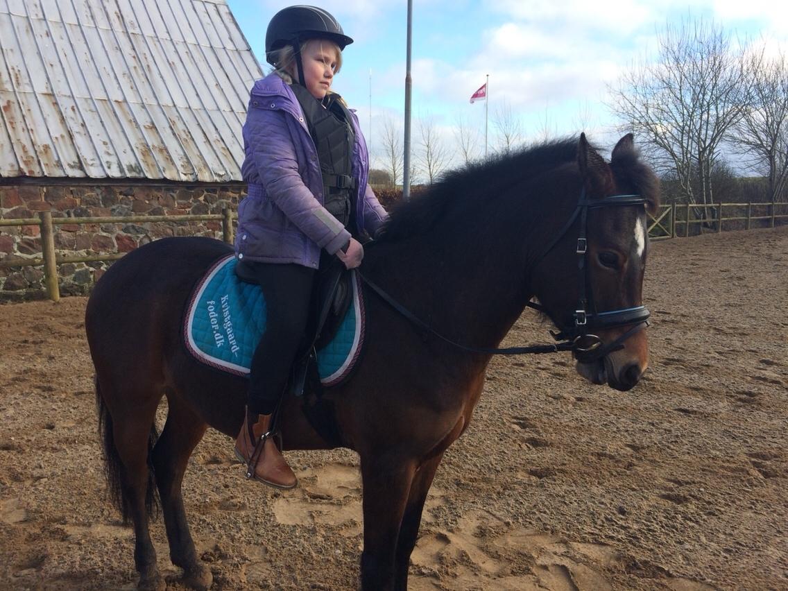 New Forest Vestergaards Cornetto  billede 6