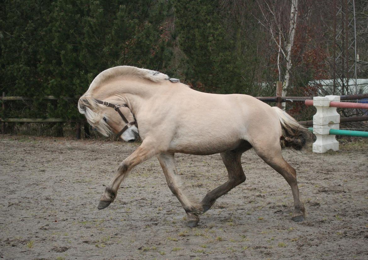 Fjordhest *avlshingst* Mosegårdens Lektor billede 15