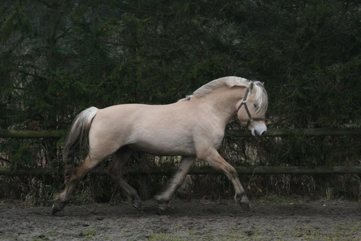 Fjordhest *avlshingst* Mosegårdens Lektor billede 16