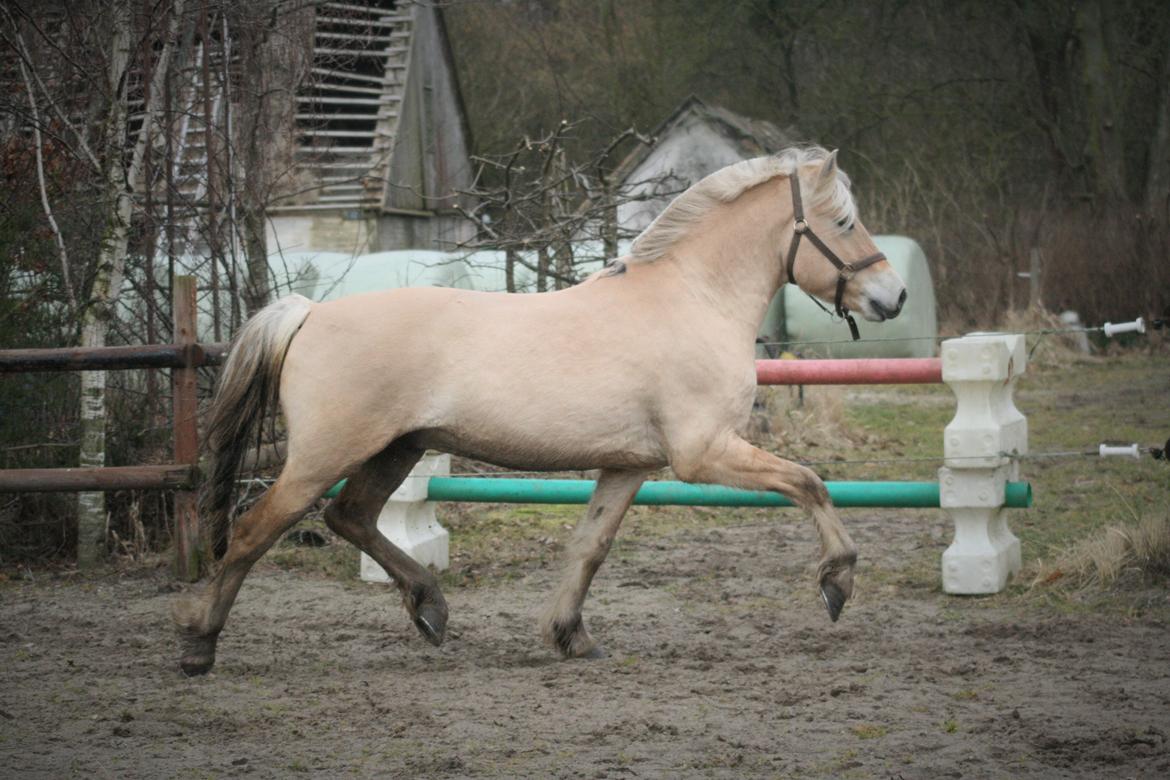 Fjordhest *avlshingst* Mosegårdens Lektor billede 17