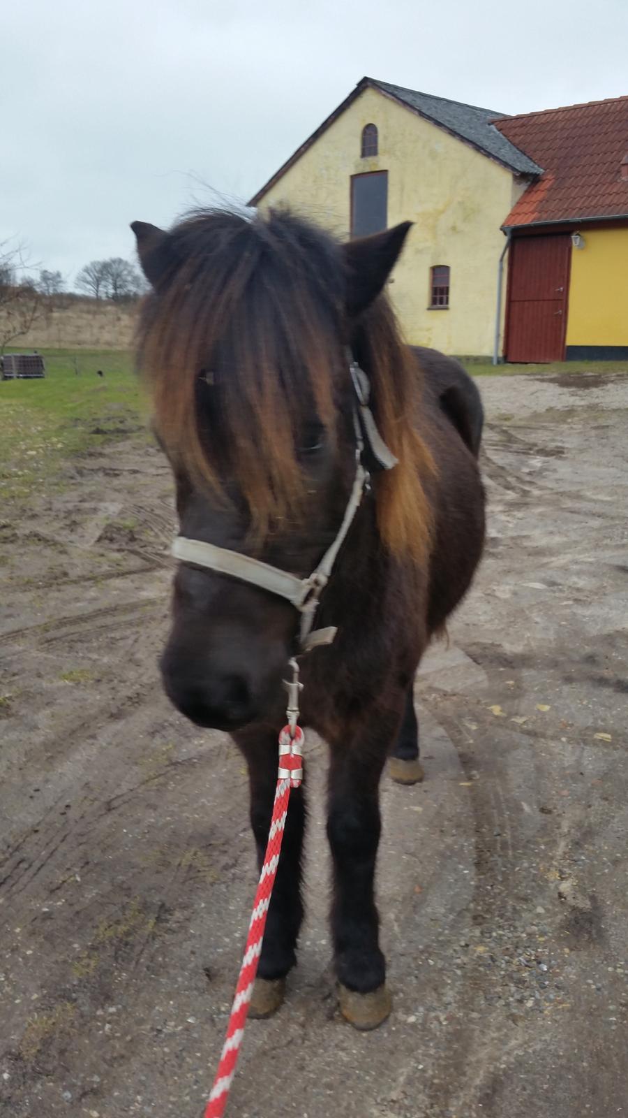 Islænder Birningur fra Skarholt - mere miljøtræning 😊 han følger pænt med og går hvor han skal billede 10