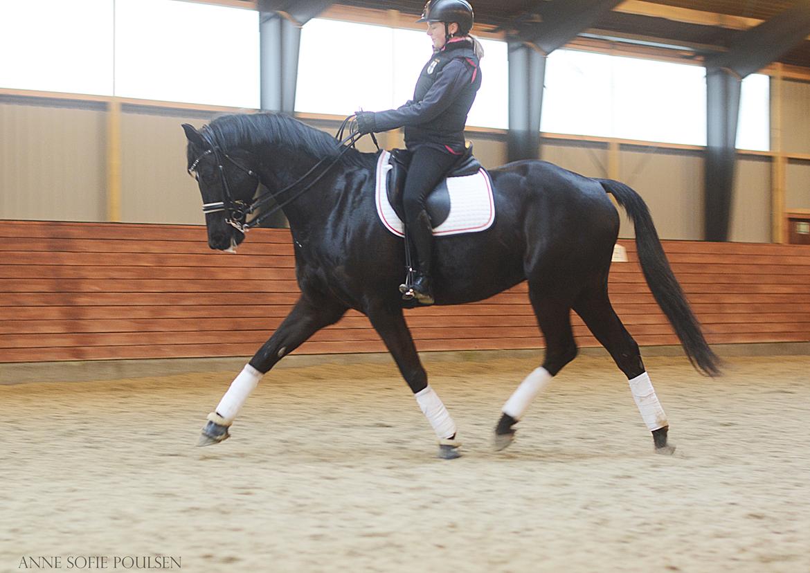 Dansk Varmblod LUTHERS TEQUILA SUNRISE billede 2