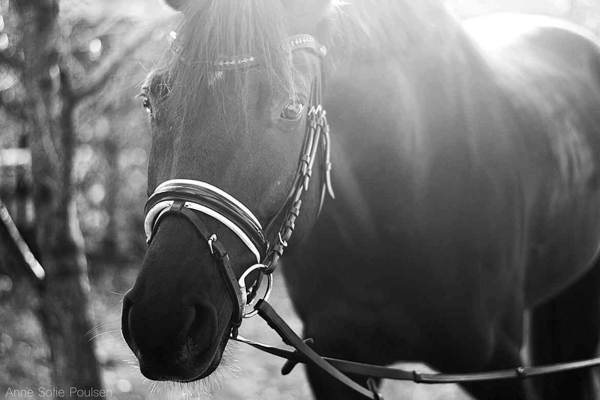 Dansk Varmblod LUTHERS TEQUILA SUNRISE billede 4