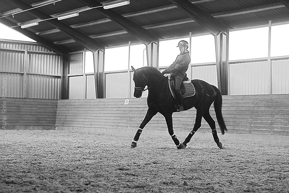 Dansk Varmblod LUTHERS TEQUILA SUNRISE billede 8