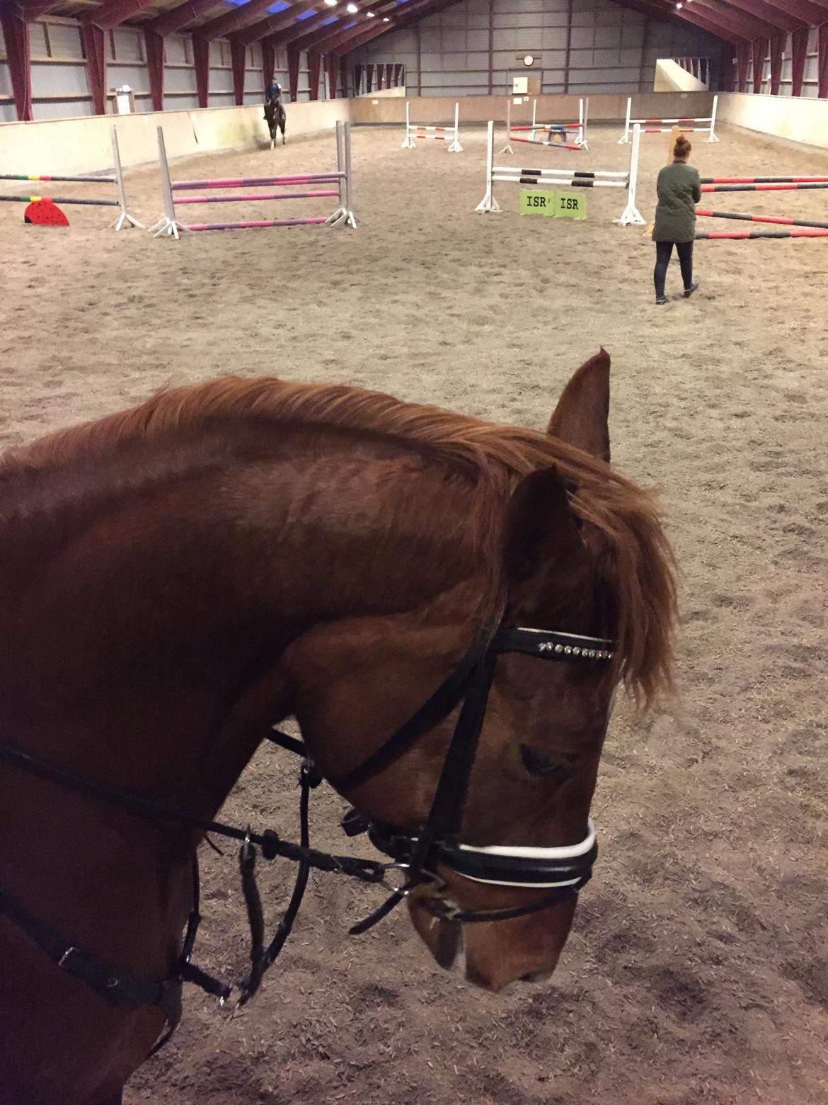 Anden særlig race Fiskegaardens Asterix billede 5